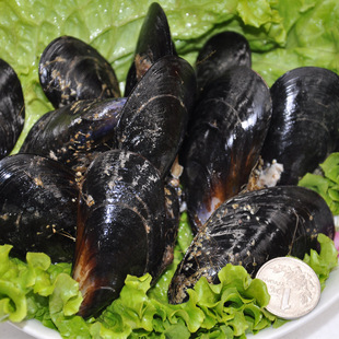 【北京天天海鲜】批发销售 特级野生海虹500g 高品质