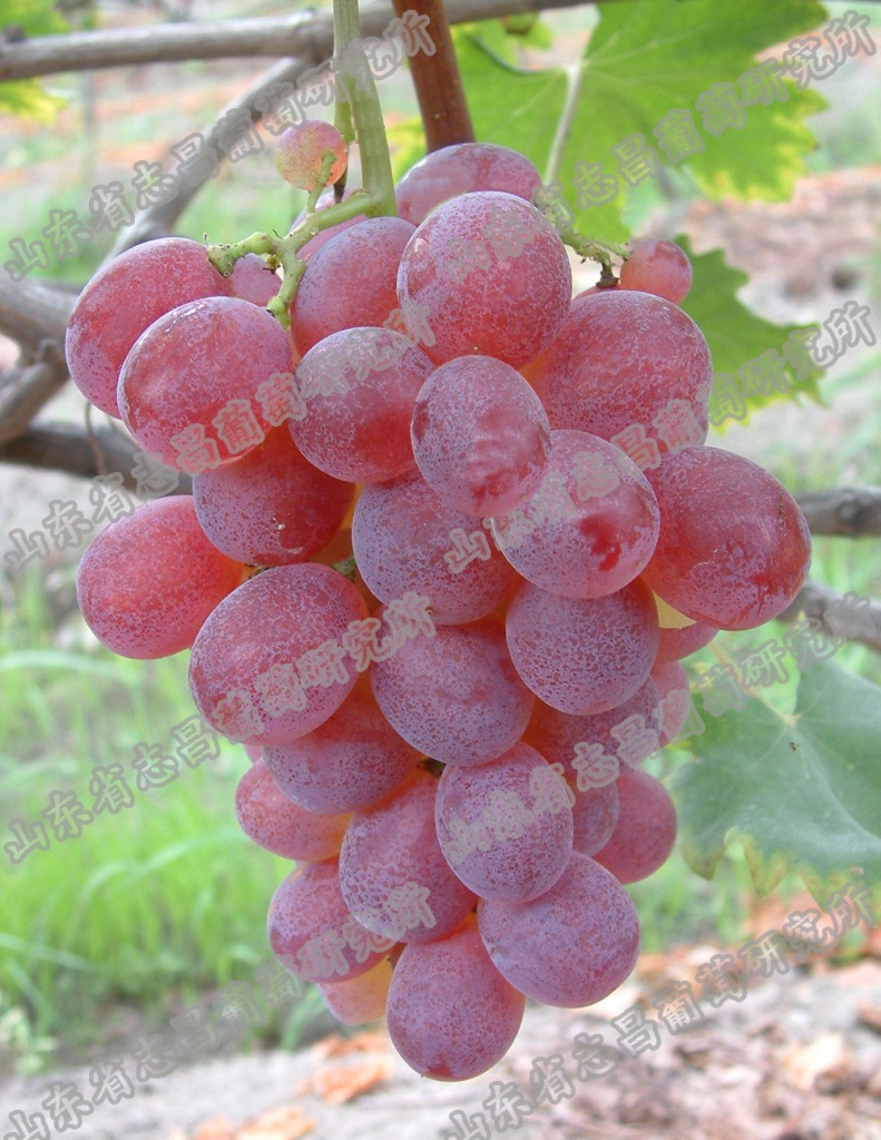 供应批发红罗莎里奥5bbso4砧木嫁接苗自根苗葡萄苗新品种