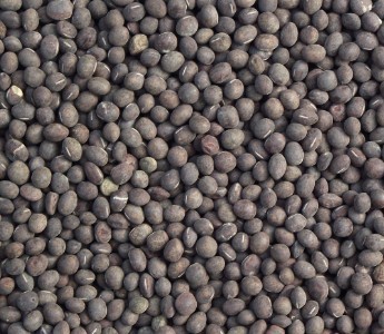 批发【优质】黑豌豆 麻豌豆厂家直销欢迎选购