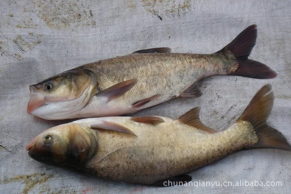 【熱門產品】優質包頭魚(花鰱)浙江千島湖有機魚