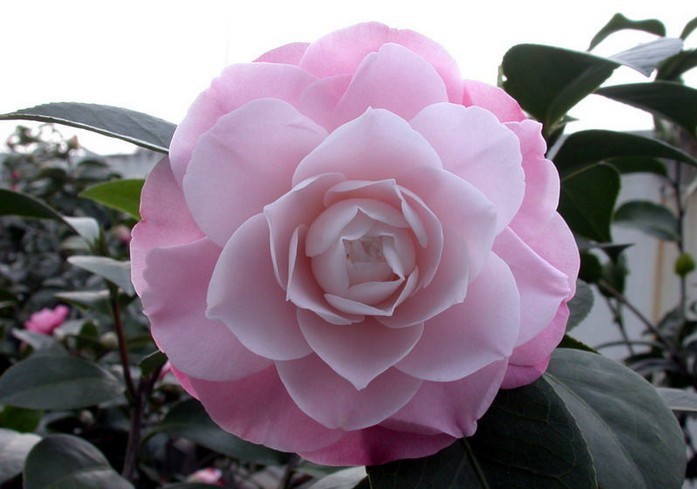 贝拉大玫瑰斑色情人节白十八士白瑞琪凹脉金花茶茶花生长适温在20～25