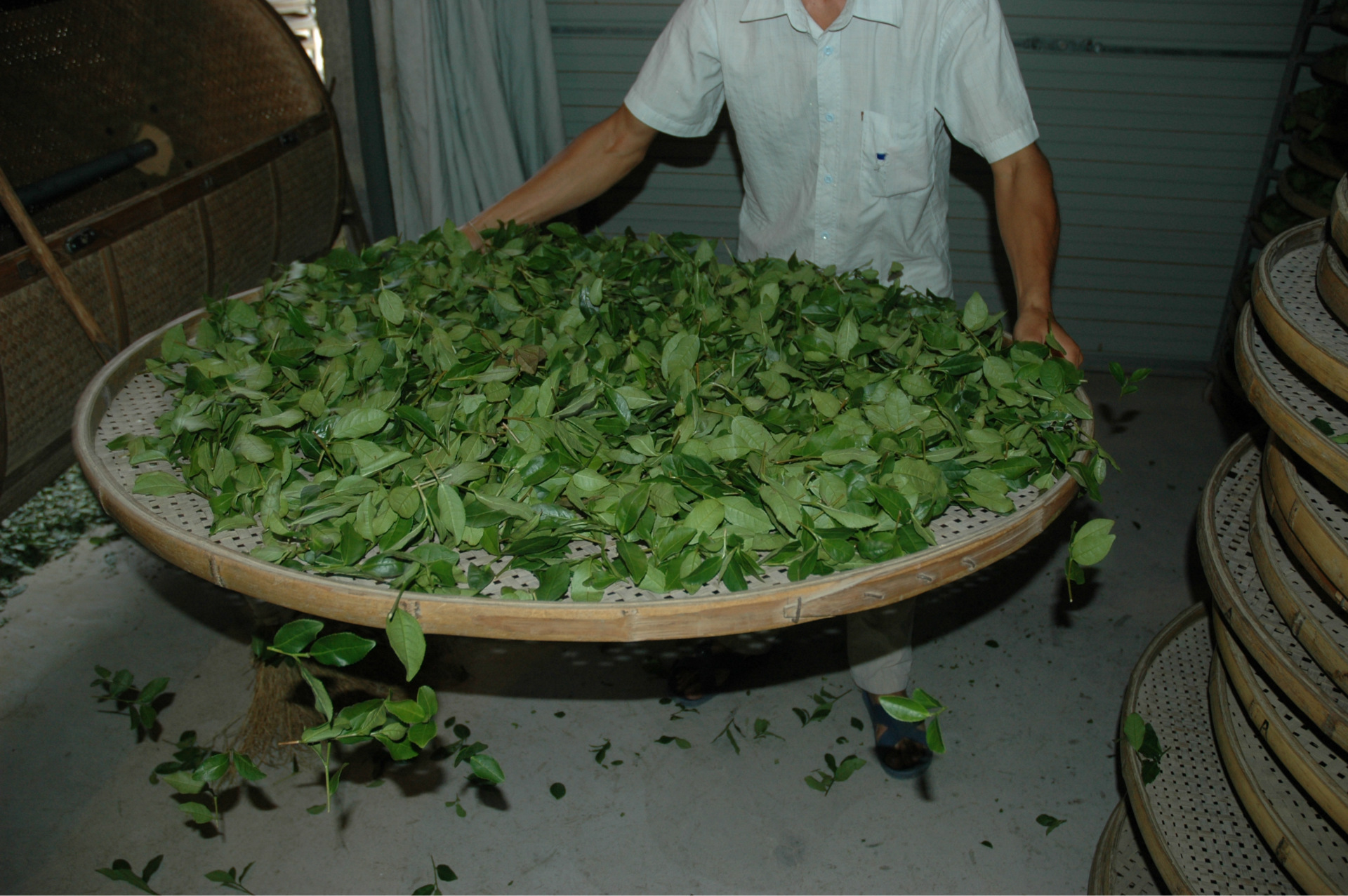 摇青 当青叶静置后,根据青叶的水分变化情况,就可以决定是否摇青了.