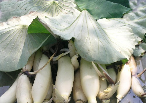 大量批发一级嫩·鲜·脆马踏湖本土白莲藕