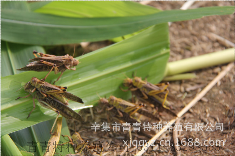 石家莊辛集市青青蝗蟲養殖公司常年大量出售:冰凍蝗蟲,冰凍螞蚱,微波