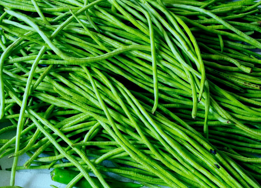 民安丰产五号红仁豆角400克   上一个 下一个> 举报         【种类】