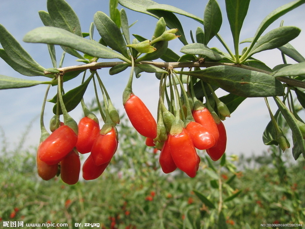 植物提取物-厂家低价供应真正的枸杞提取物-植物提取物尽在阿里巴巴