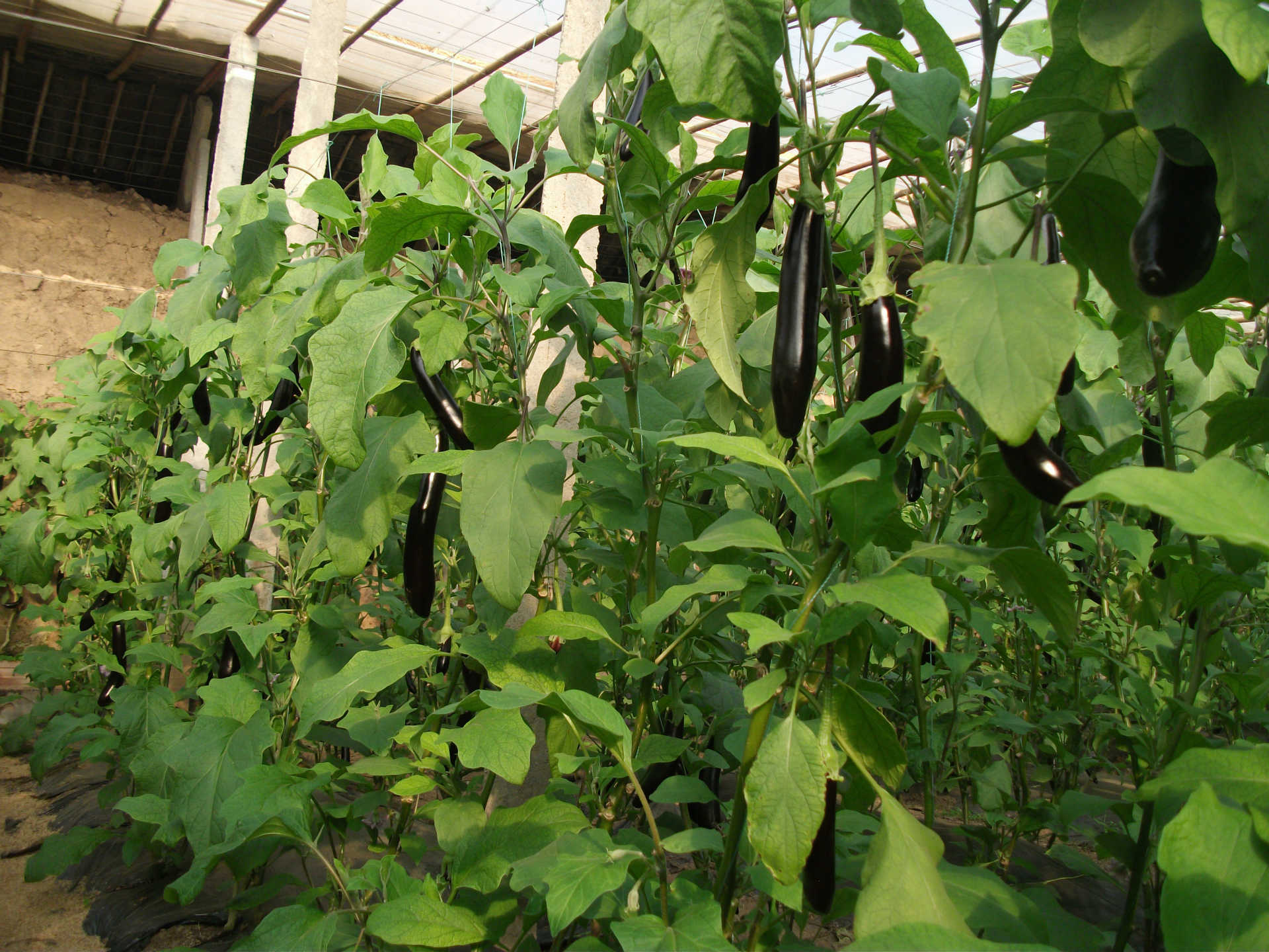供应瑞克斯旺765嫁接茄子苗