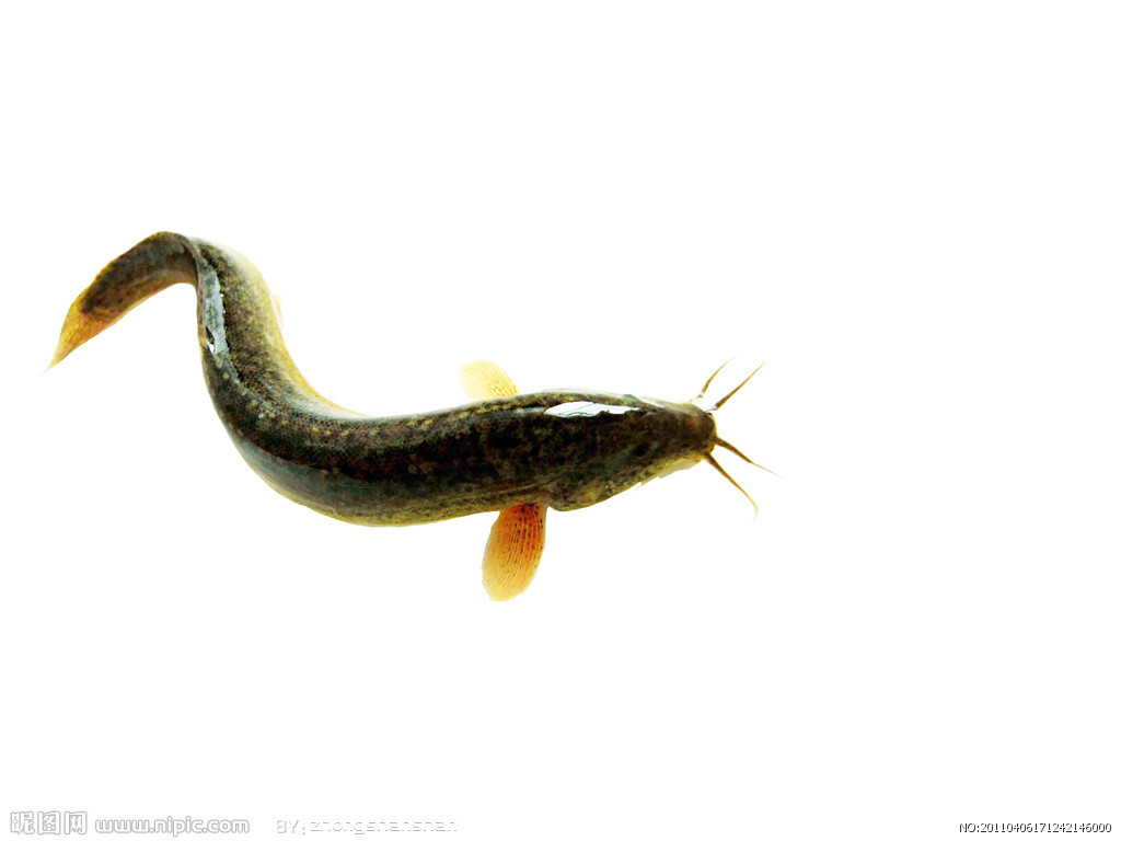 广州市镇东鱼苗繁殖基地现大量供应泥鳅鱼苗