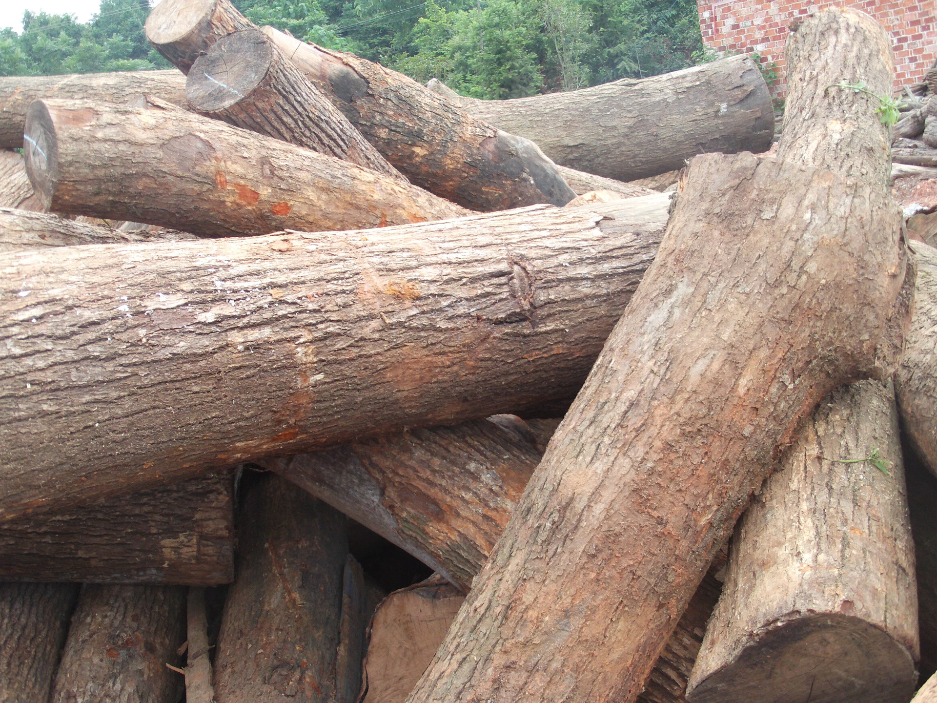 供应优质香樟木 原木 板材 指接板