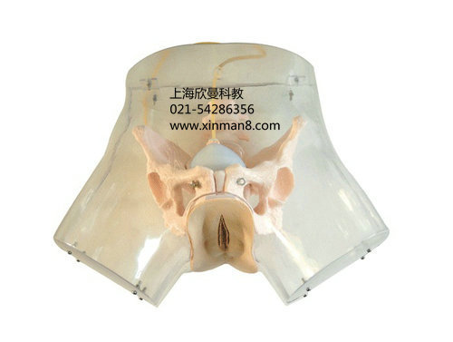 高级会阴切开缝合练习模型 外阴缝合练习模型