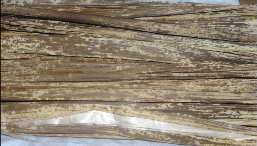 纯天然大山斑竹壳 色泽光鲜亮丽(含微量元素锡)可用作食品包装