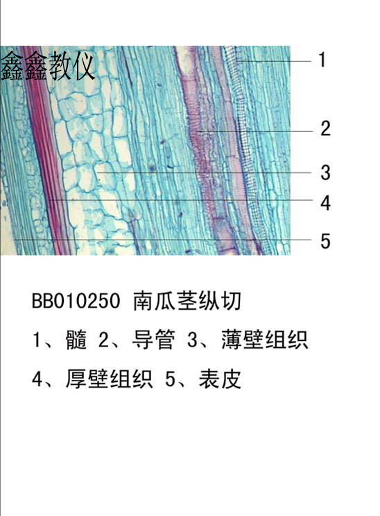南瓜茎纵切结构图导管图片