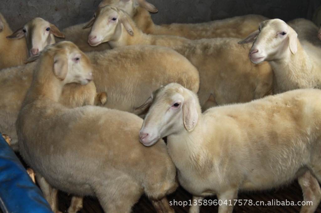 为稀有白色羔皮羊品种,具有早熟,四季发情,多胎多羔,繁殖力强,泌乳