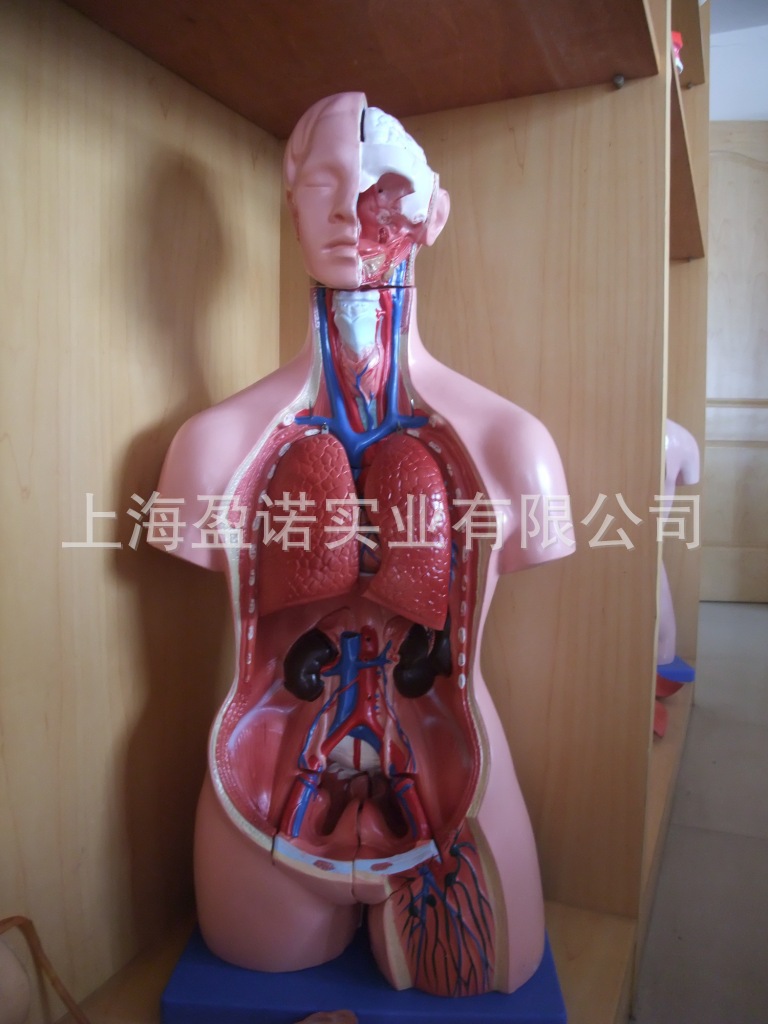 70cm无性躯干模型17件人体系统解剖器官模型