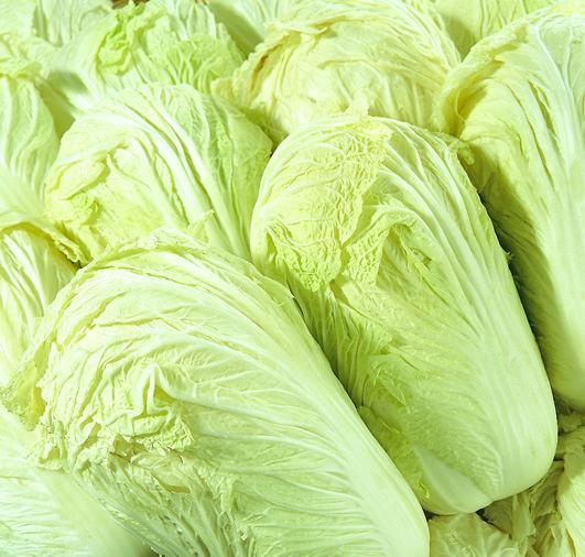 大白菜,青岛产地专业种植各种优质蔬菜山东绿色蔬菜山东大白菜