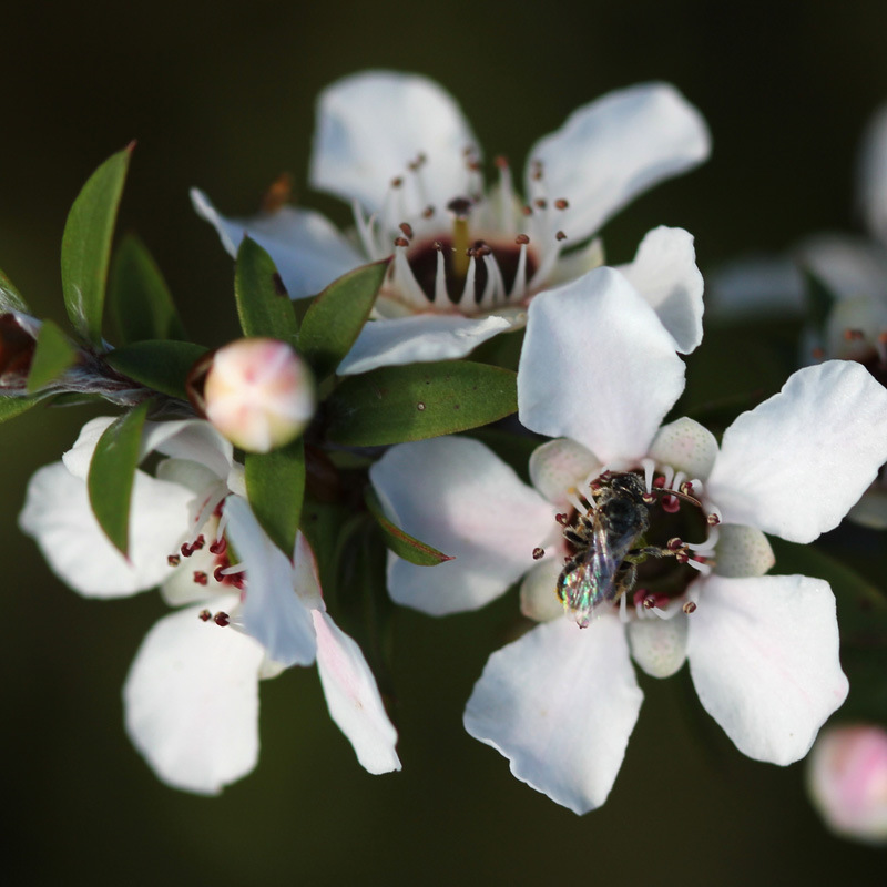 精油 新西兰松红梅(麦卢卡)精油manuka oil 抗菌效果20倍茶树精油