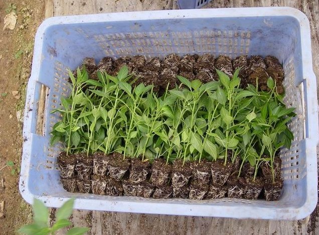 草坪专用蛭石-专业蔬菜花卉苗木育苗基质生产厂家