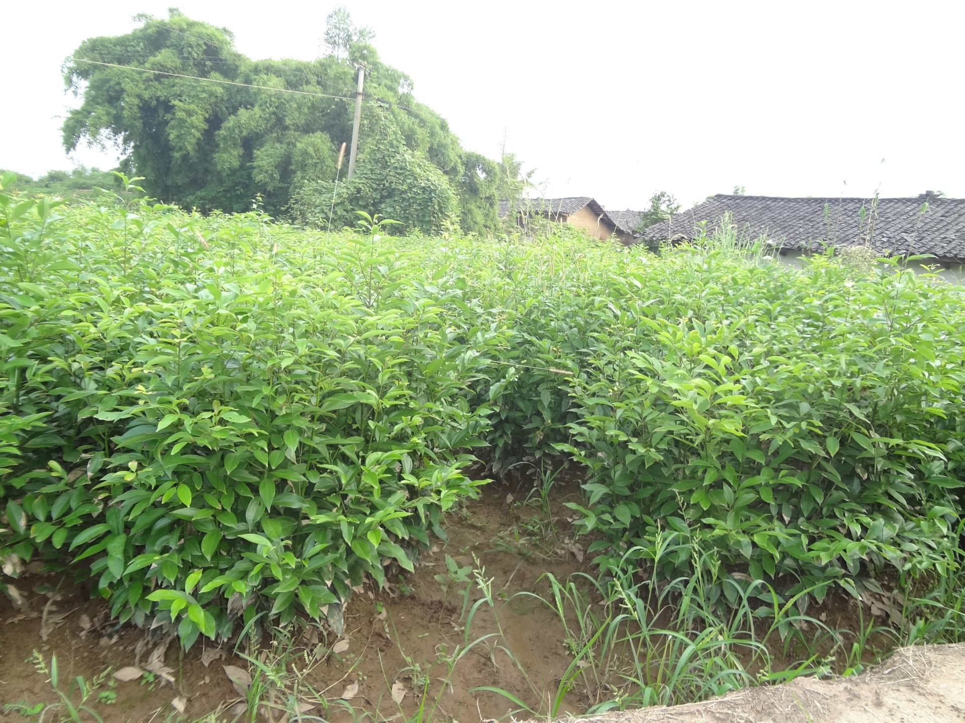 供应30万株各种规格移栽小苗天竺桂树苗