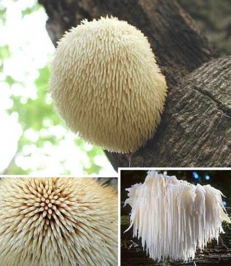 【谈天天天秀】 世界上奇特蘑菇篇——胡须齿菇 反击