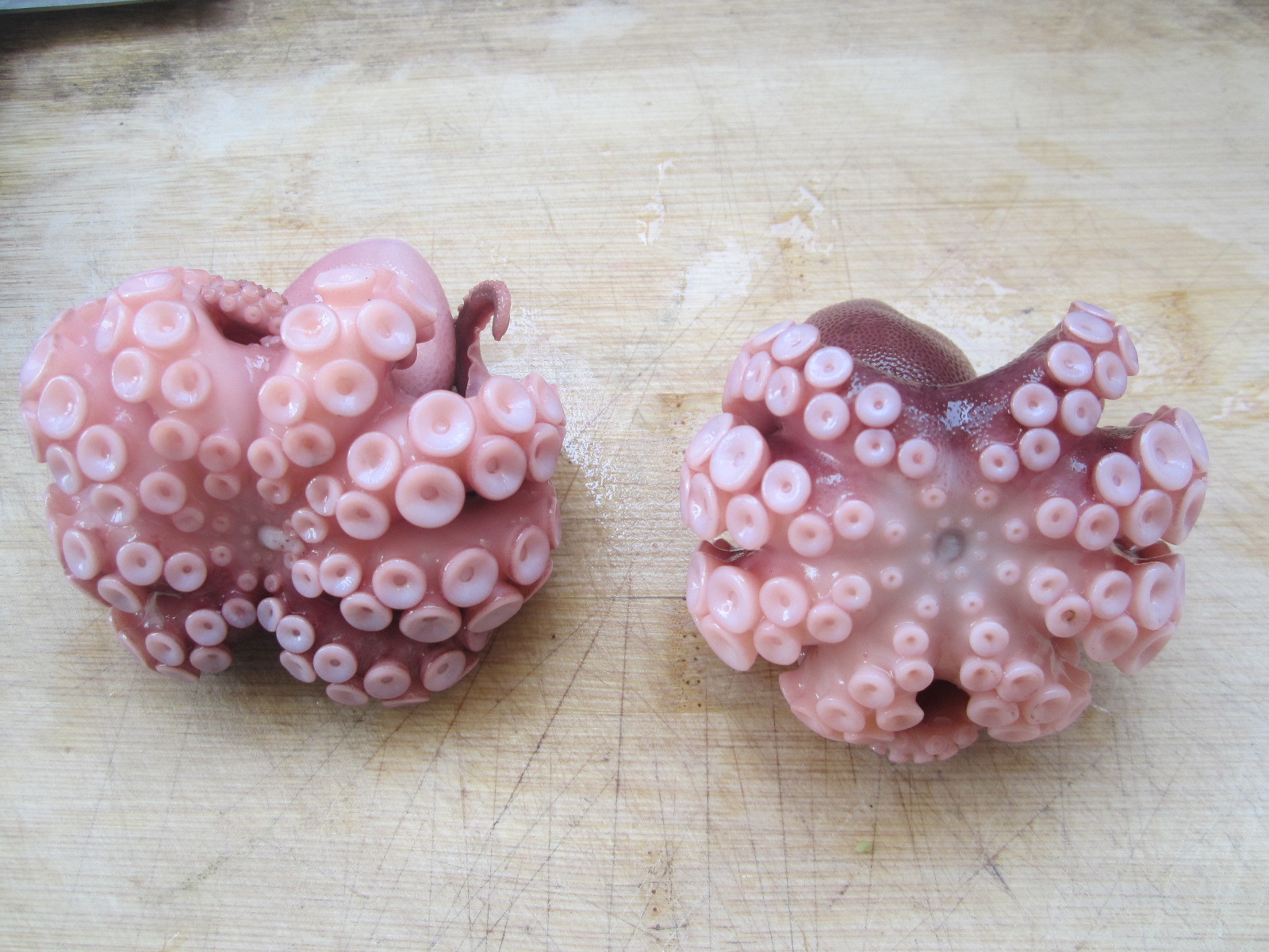 供应优质盐磨小八爪,翻花小八爪,八带鱼,章鱼