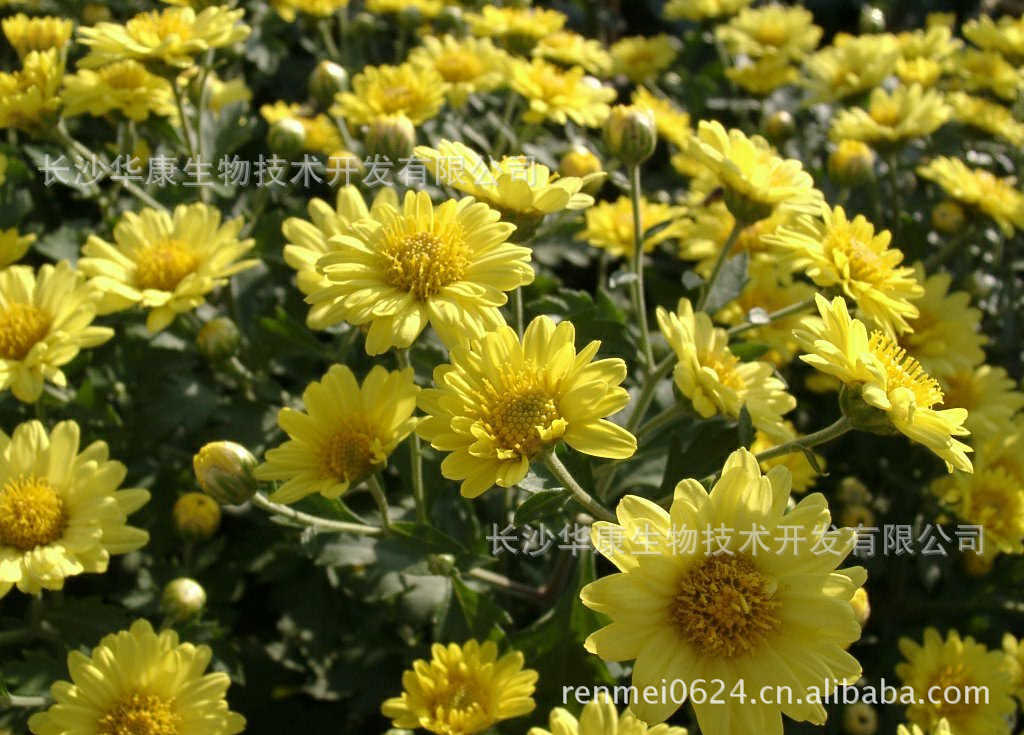chrisanthemum图片