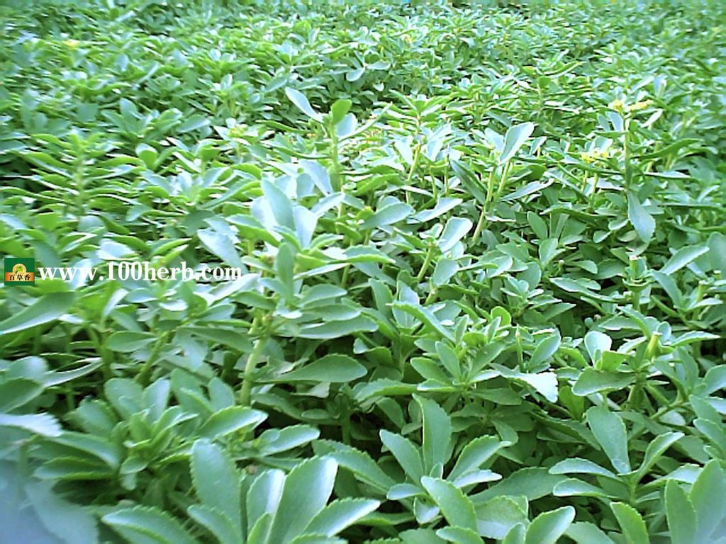 100herb.cn青島百草香芳香植物有限公司