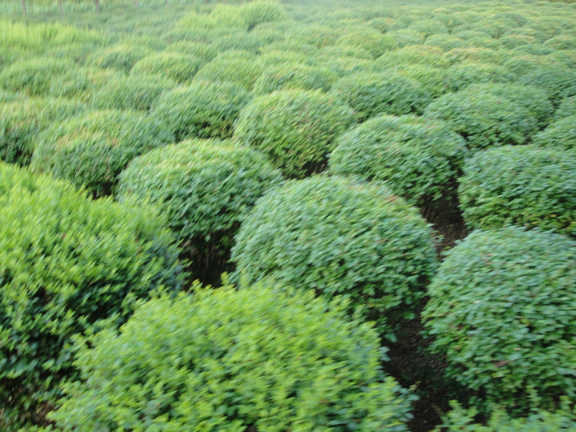 首页 苗木 攀爬植物 扶芳藤>大量供应扶芳藤 多种规格 低价批发 欢迎