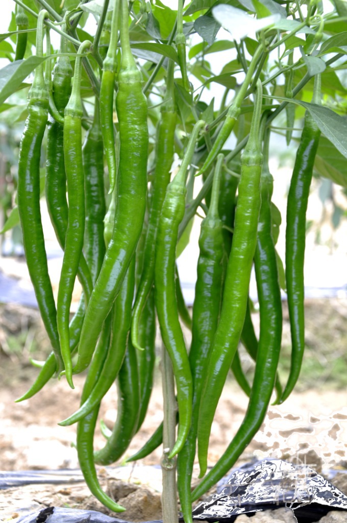 蔬菜种子湘研高抗大果顺直长线椒辣椒种子湘辣十号
