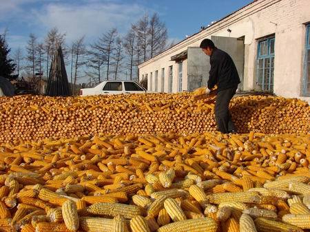 供应黑龙江原产地玉米