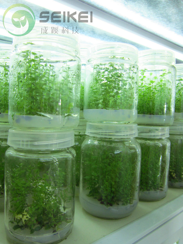 蓝莓苗 组培瓶苗 无菌 种苗 成蹊科技直销 优良品种 按瓶卖