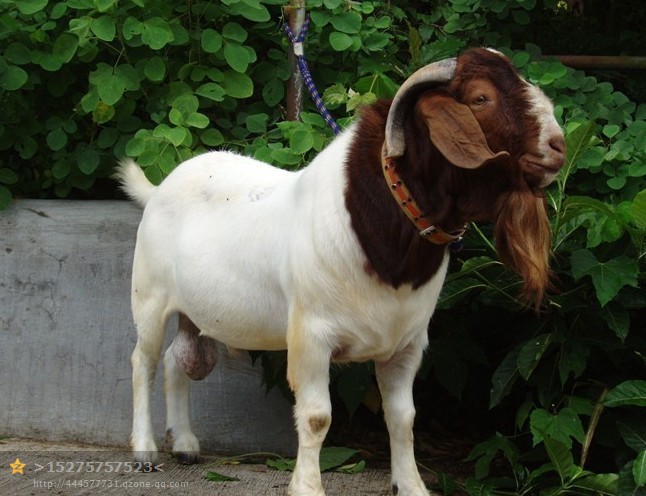 供应优良肉羊多胎种羊波尔山羊品种免费运输
