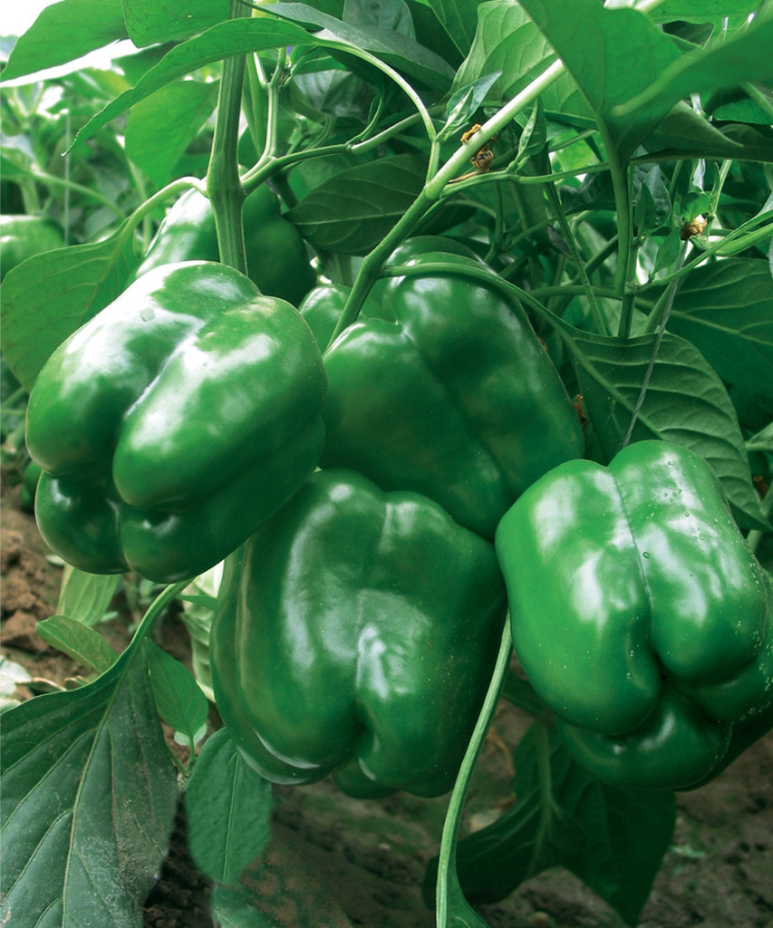 供应新疆优质脱青甜椒粒,色泽鲜艳,无公害青甜椒原料