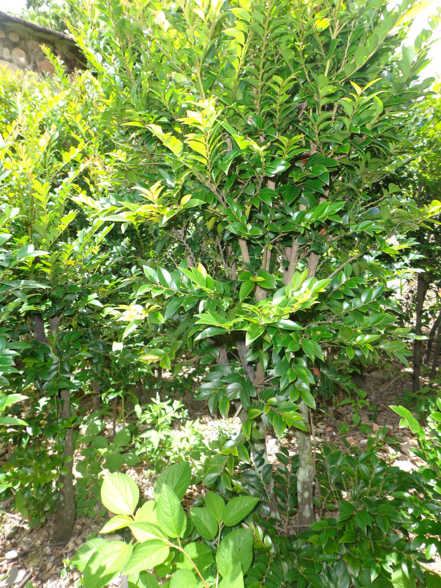 批量出售黑骨茶盘景,60公分高桩