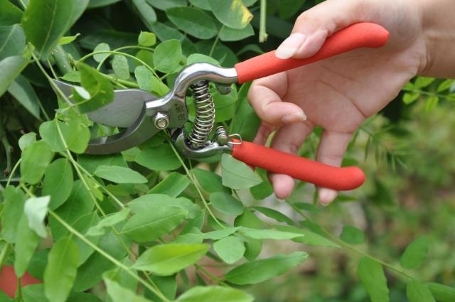 適用修剪各類樹枝,花枝;經濟實用.