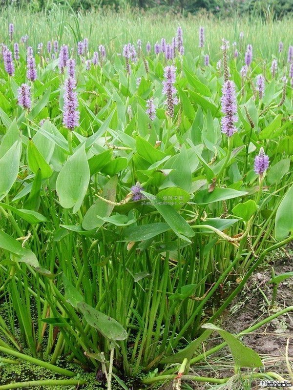 長城苗木公司供再力花,水仙花水杉等綠化苗木