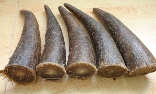 实心白牦牛角尖原料 玉花色圆柱状印章材料 牛角佛头佛珠手链原料