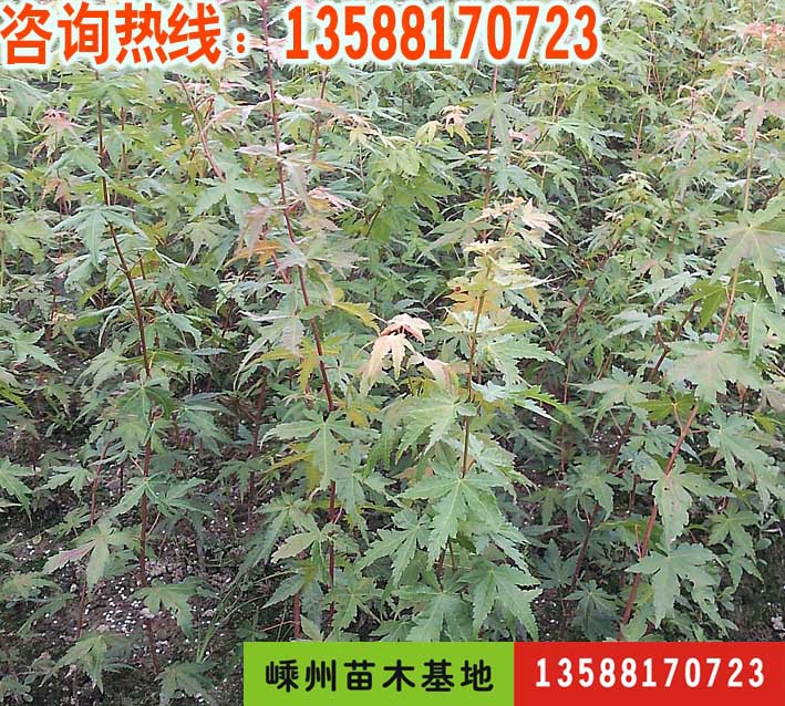 嵊州苗圃批发优质绿化苗木-当年生鸡爪槭小苗 鸡爪槭图片