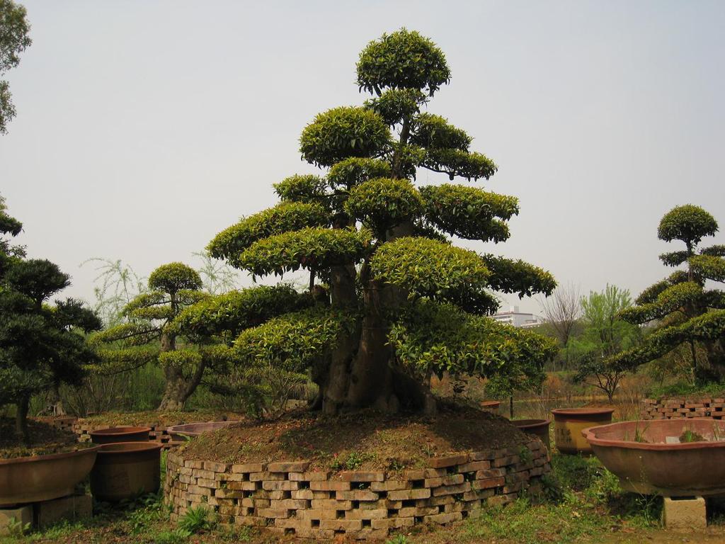供应杜英 杜英盆景 杜英大树 小叶杜英造型