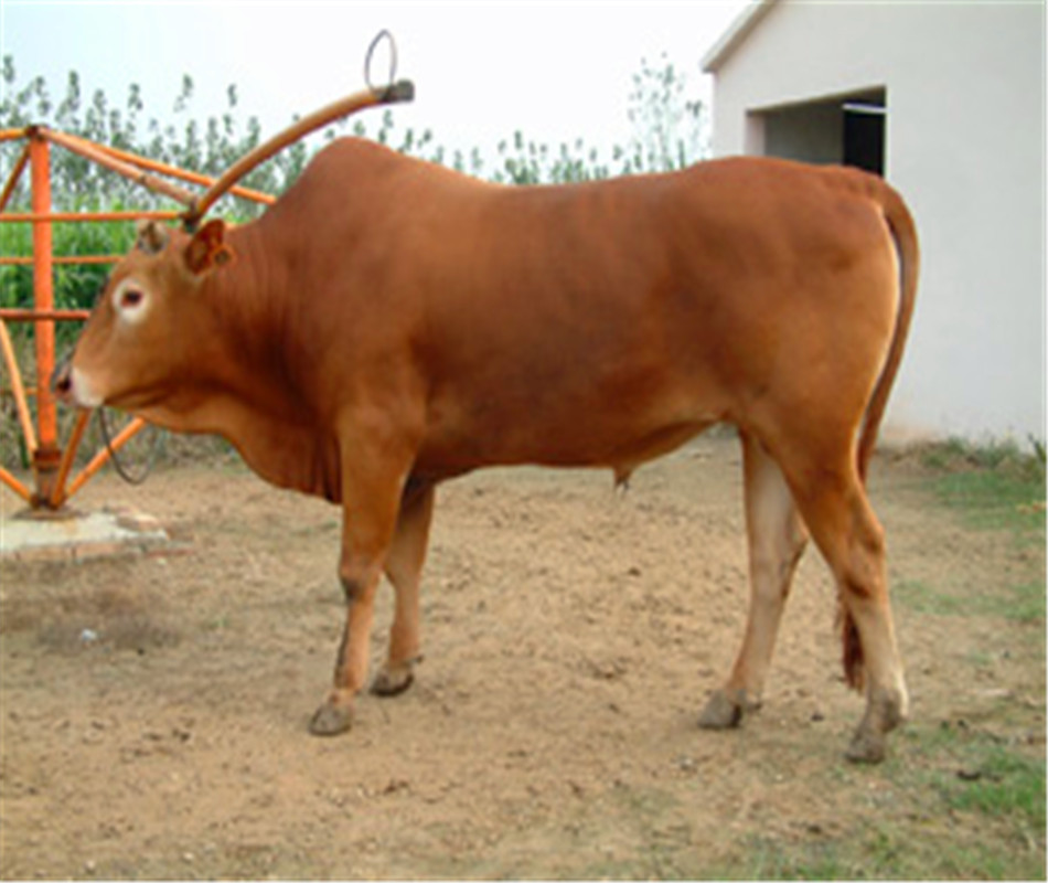 圈养鲁西黄牛肉牛,牛犊的技术要点