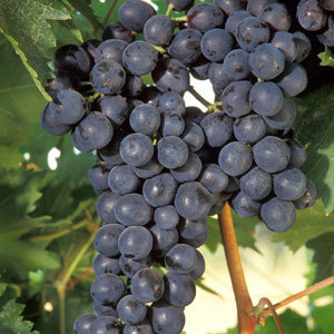 意大利giavelli原装进口amarone 阿曼罗尼 2005干红葡萄酒