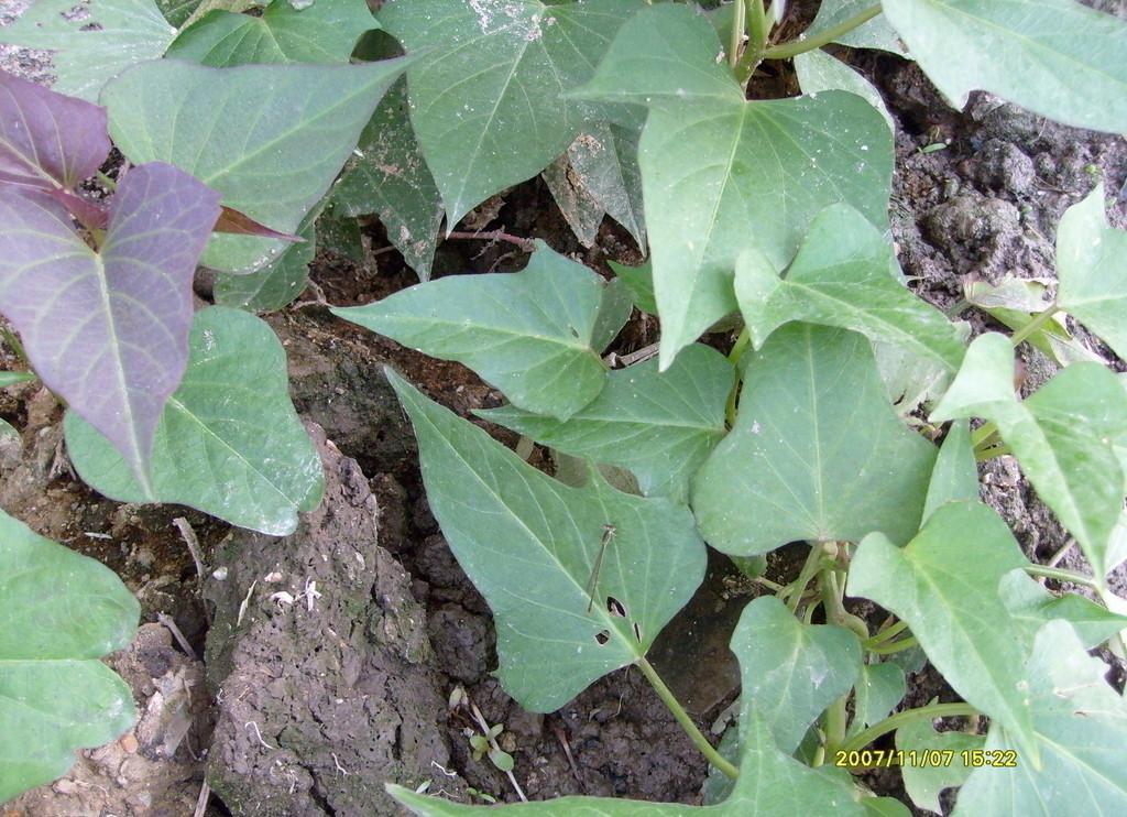 紅薯 甘薯 山藥 山芋