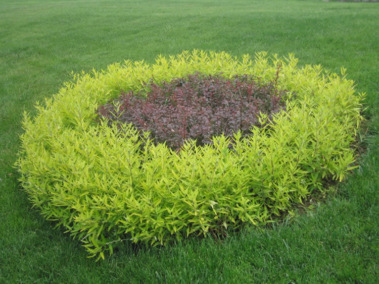 彩叶植物新品&mdash;&mdash;金叶莸