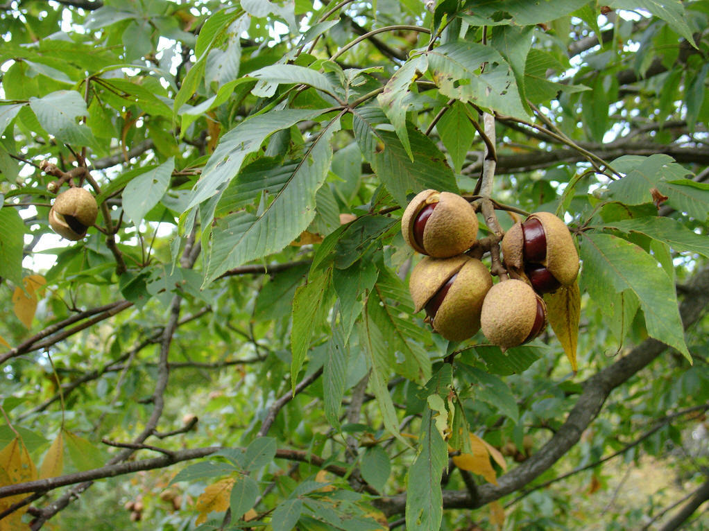 供应七叶树种子七叶树种子价格四照花种子销售