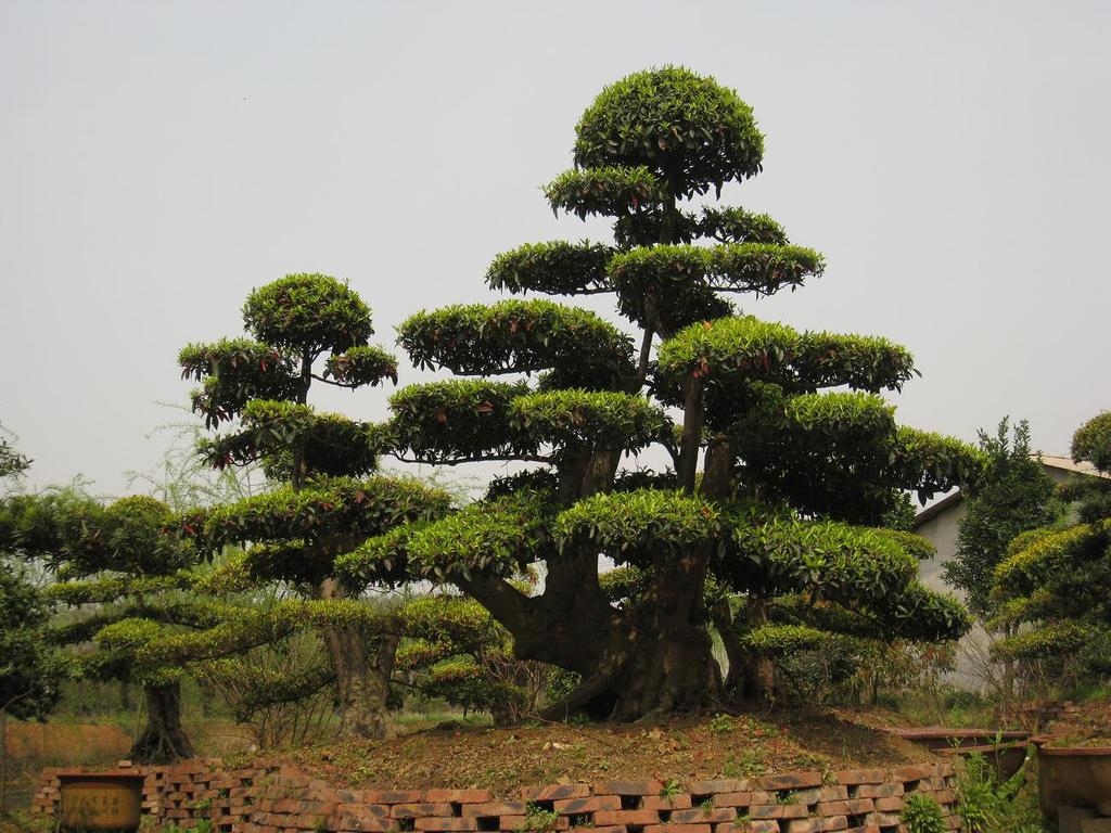 供應樹木盆景 杜英盆景 杜英造型盆景 杜英樹圖片_5