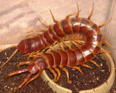 供应 优质 高产 金头蜈蚣 蜈蚣 种苗-「特种昆虫类」-马可波罗网