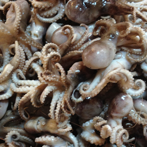 东海野生章鱼 新鲜章鱼 石塘松门小网海鲜 鲜活章鱼