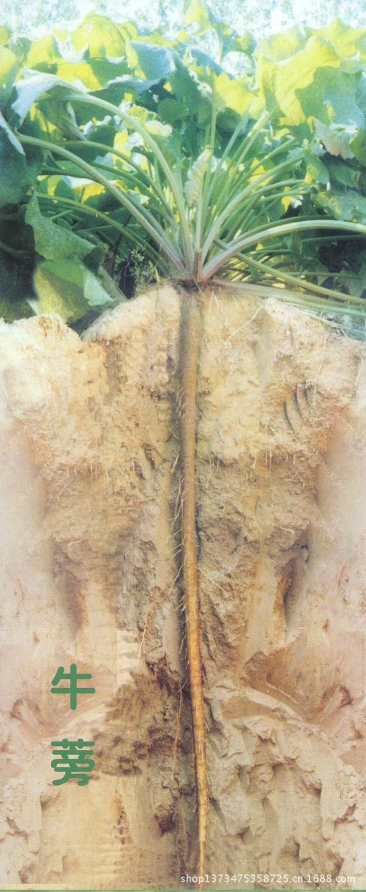 上海康汀生物 供应优质 牛蒡根提取物