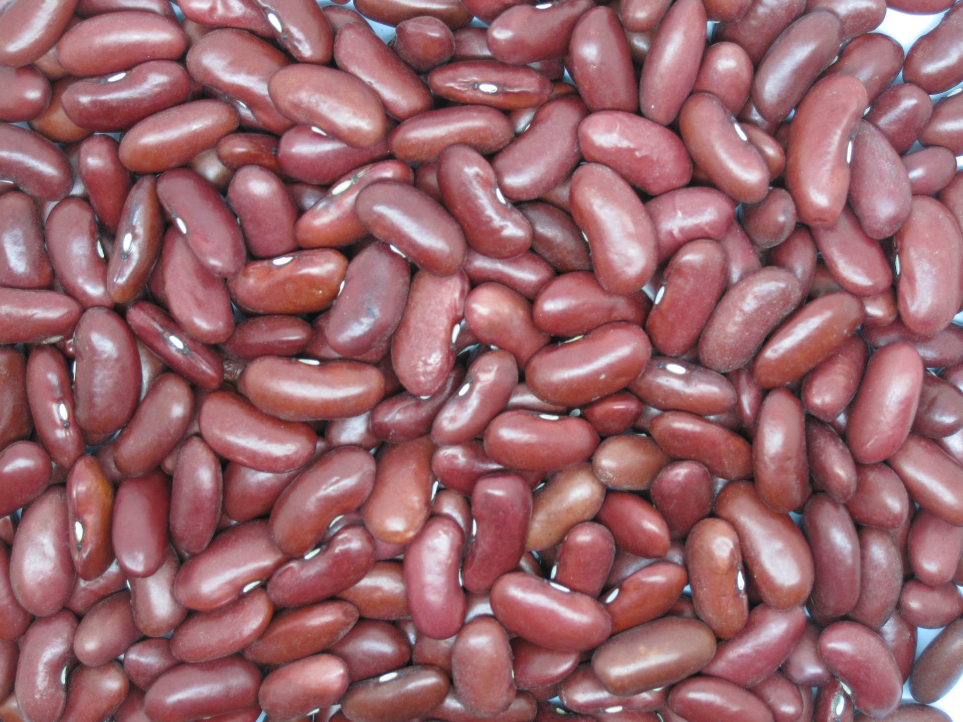 供应优质食用级芸豆