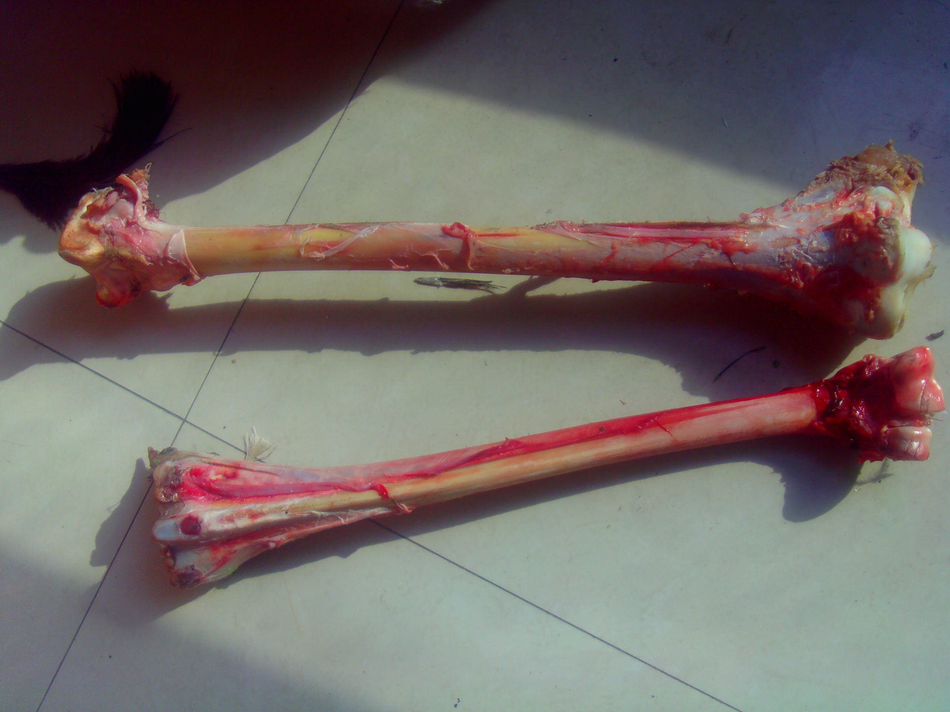 批发鸵鸟蛋,鸵鸟蛋礼品