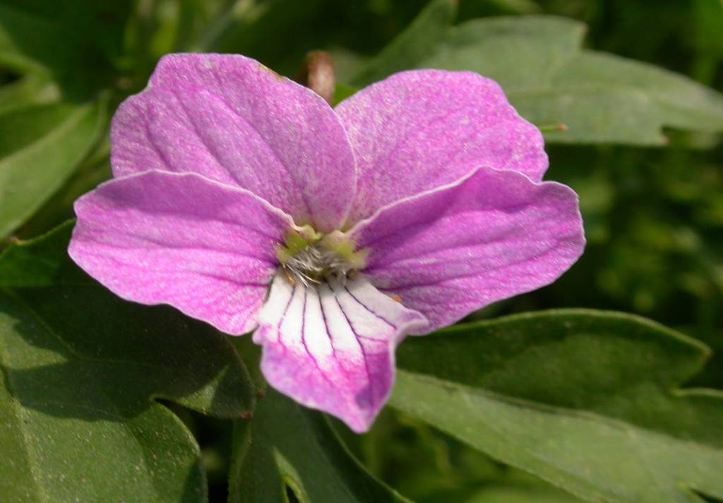 批發供應 北京綠普特供 南山堇菜 量大從優 南山堇菜